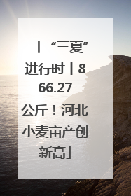 “三夏”进行时丨866.27公斤！河北小麦亩产创新高