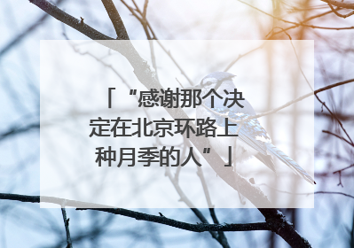 “感谢那个决定在北京环路上种月季的人”