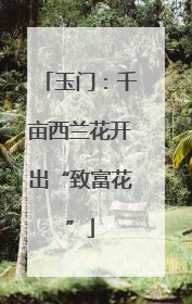 玉门：千亩西兰花开出“致富花”