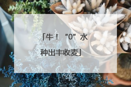 牛！“0”水种出丰收麦