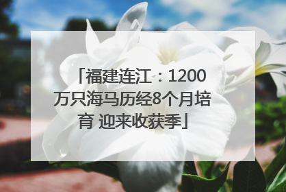 福建连江：1200万只海马历经8个月培育 迎来收获季
