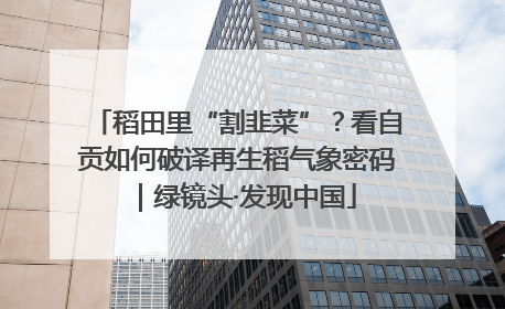 稻田里“割韭菜”？看自贡如何破译再生稻气象密码｜绿镜头·发现中国