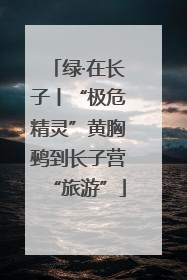绿·在长子丨“极危精灵”黄胸鹀到长子营“旅游”