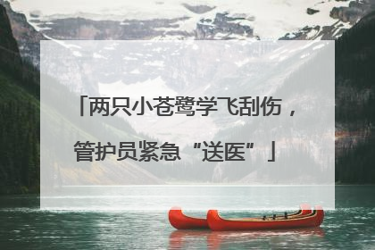 两只小苍鹭学飞刮伤，管护员紧急“送医”