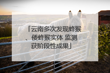 云南多次发现蜂猴、倭蜂猴实体 监测获阶段性成果