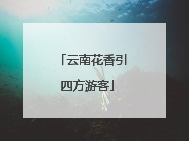 云南花香引四方游客
