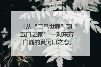 从“二鸟世界”到“五口之家” 一对东方白鹳的黄河口之恋
