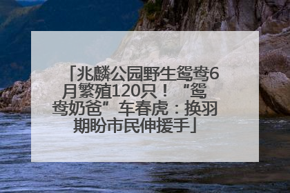 兆麟公园野生鸳鸯6月繁殖120只！“鸳鸯奶爸”车春虎：换羽期盼市民伸援手