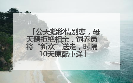 公天鹅移情别恋，母天鹅拒绝相亲，饲养员将“新欢”送走，时隔10天原配重逢