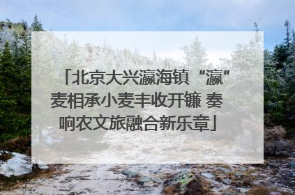 北京大兴瀛海镇“瀛”麦相承小麦丰收开镰 奏响农文旅融合新乐章