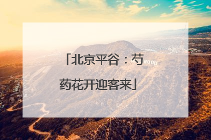 北京平谷：芍药花开迎客来