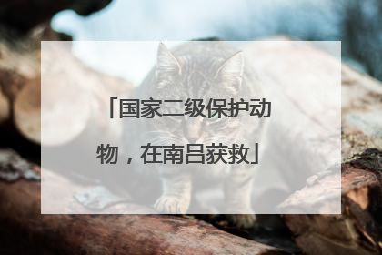 国家二级保护动物，在南昌获救