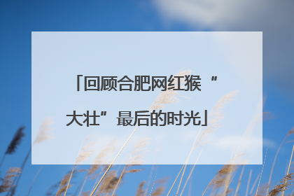 回顾合肥网红猴“大壮”最后的时光