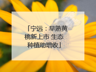 宁远：早熟黄桃新上市 生态种植助增收