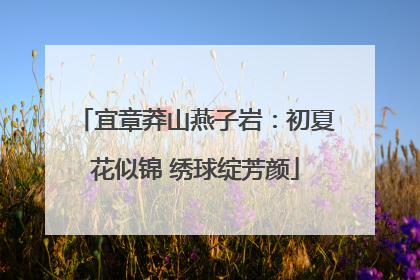 宜章莽山燕子岩：初夏花似锦 绣球绽芳颜