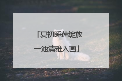 夏初睡莲绽放 一池清雅入画