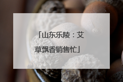 山东乐陵：艾草飘香销售忙