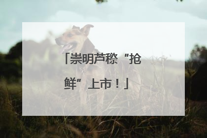崇明芦穄“抢鲜”上市！
