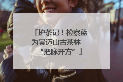 护茶记！检察蓝为景迈山古茶林 “把脉开方”