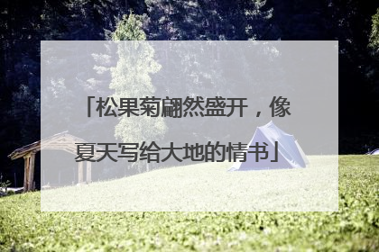 松果菊翩然盛开，像夏天写给大地的情书