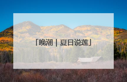晚潮｜夏日说莲
