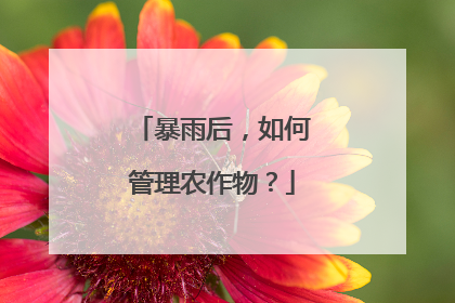 暴雨后，如何管理农作物？