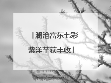 澜沧富东七彩紫洋芋获丰收