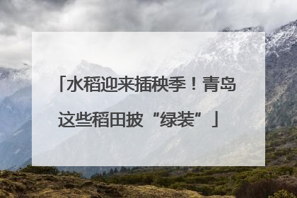 水稻迎来插秧季！青岛这些稻田披“绿装”