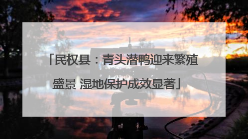 民权县：青头潜鸭迎来繁殖盛景 湿地保护成效显著