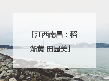 江西南昌：稻渐黄 田园美