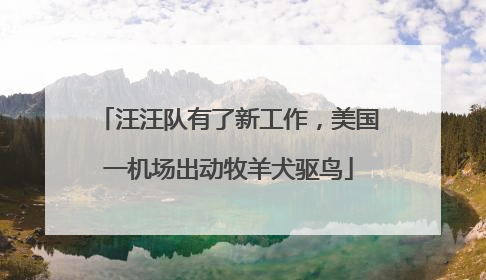 汪汪队有了新工作，美国一机场出动牧羊犬驱鸟
