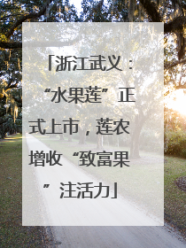 浙江武义：“水果莲”正式上市，莲农增收“致富果”注活力