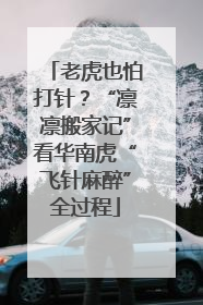 老虎也怕打针？“凛凛搬家记”看华南虎“飞针麻醉”全过程