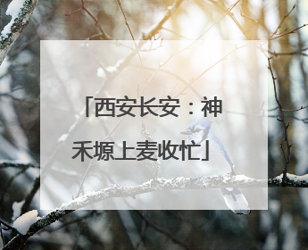 西安长安：神禾塬上麦收忙