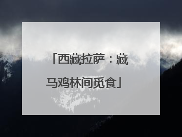 西藏拉萨：藏马鸡林间觅食