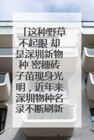这种野草不起眼 却是深圳新物种 密穗砖子苗现身光明，近年来深圳物种名录不断刷新
