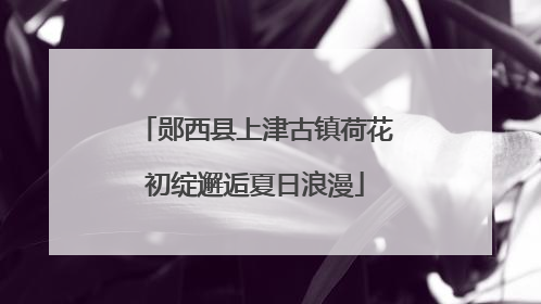 郧西县上津古镇荷花初绽邂逅夏日浪漫