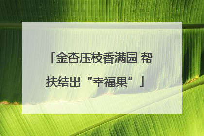 金杏压枝香满园 帮扶结出“幸福果”