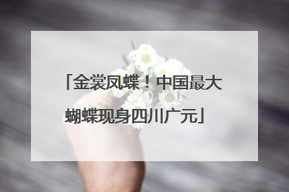 金裳凤蝶！中国最大蝴蝶现身四川广元