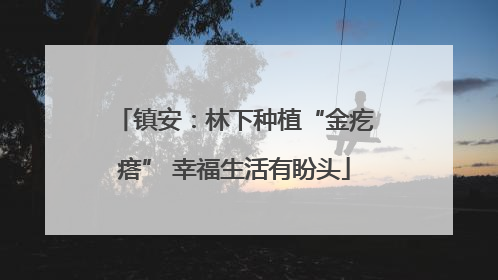 镇安：林下种植“金疙瘩” 幸福生活有盼头