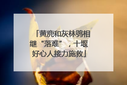 黄麂和灰林鸮相继“落难”，十堰好心人接力施救
